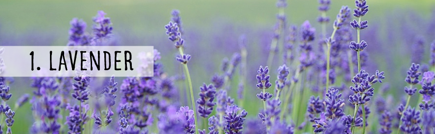 Lavender Essential Oils for Aromatherapy Healing Use